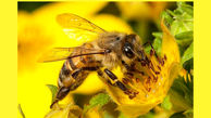 بیماری اوتیسم در زنبورها هم دیده می شود