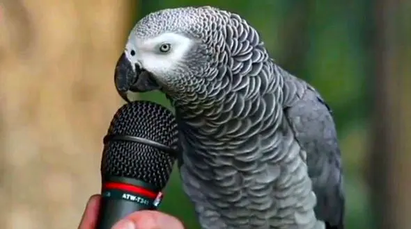 هنرنمایی جالب یک طوطی در تقلید صدا + فیلم