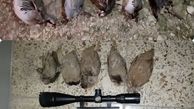دستگیری 3 گروه شکارچی غیرمجاز در گچساران/کشف گوشت بز کوهی در خانه شکارچی 
