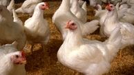 ۱۸۰۰ قطعه مرغ زنده قاچاق در چگنی کشف شد
