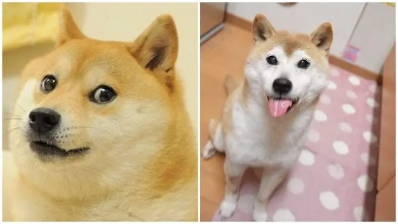 سگ شیبا اینو با چهره بامزه و نگاه خاص، معروف به میم Doge