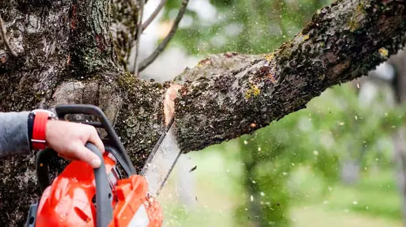 فناوری لیزر برای بریدن شاخه‌های درخت + فیلم