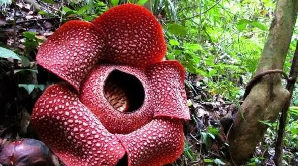  بوی بد جسد در این گل زیبا! + عکس