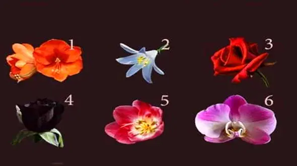 تست : کدام گل را انتخاب می کنید ! / عشقتان را لو می دهد !