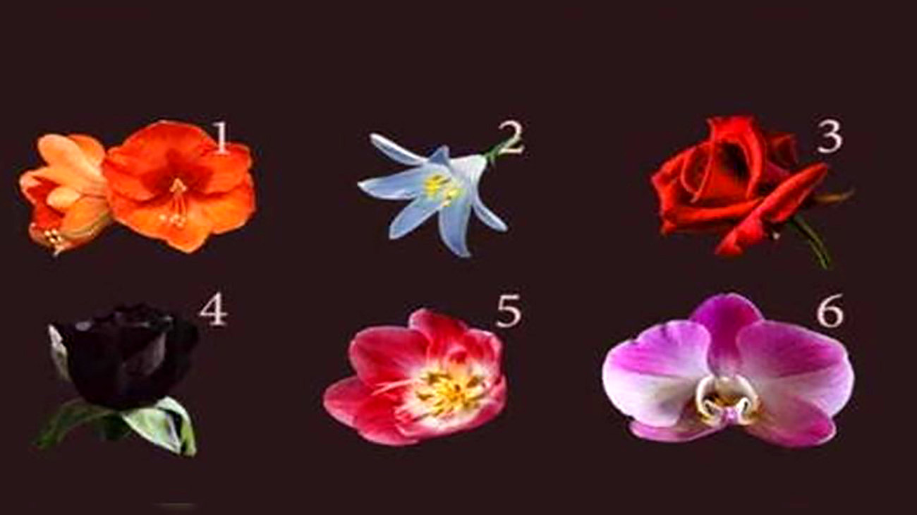 تست : کدام گل را انتخاب می کنید ! / عشقتان را لو می دهد !