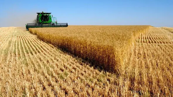 دست‌اندازهای خودکفایی گندم؛ از مطالبات پرداخت‌نشده تا اصرار بر قیمت‌های دستوری