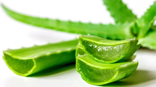 گیاه موثر در رفع یبوست و تومورهای معده