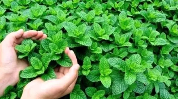 فواید بی نظیر نعنا که از آن بی خبرید