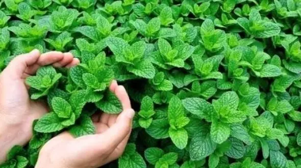 فواید بی نظیر نعنا که از آن بی خبرید