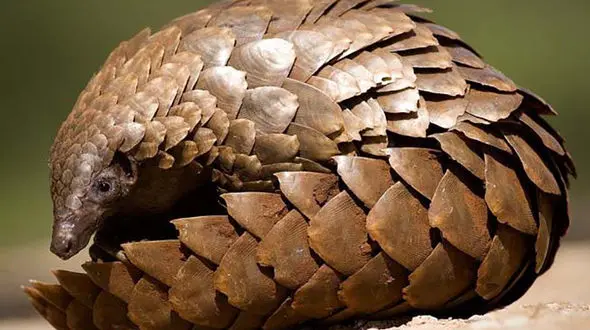 مورچه‌خوار پولک‌دار تازه‌ترین متهم ویروس کرونا + فیلم