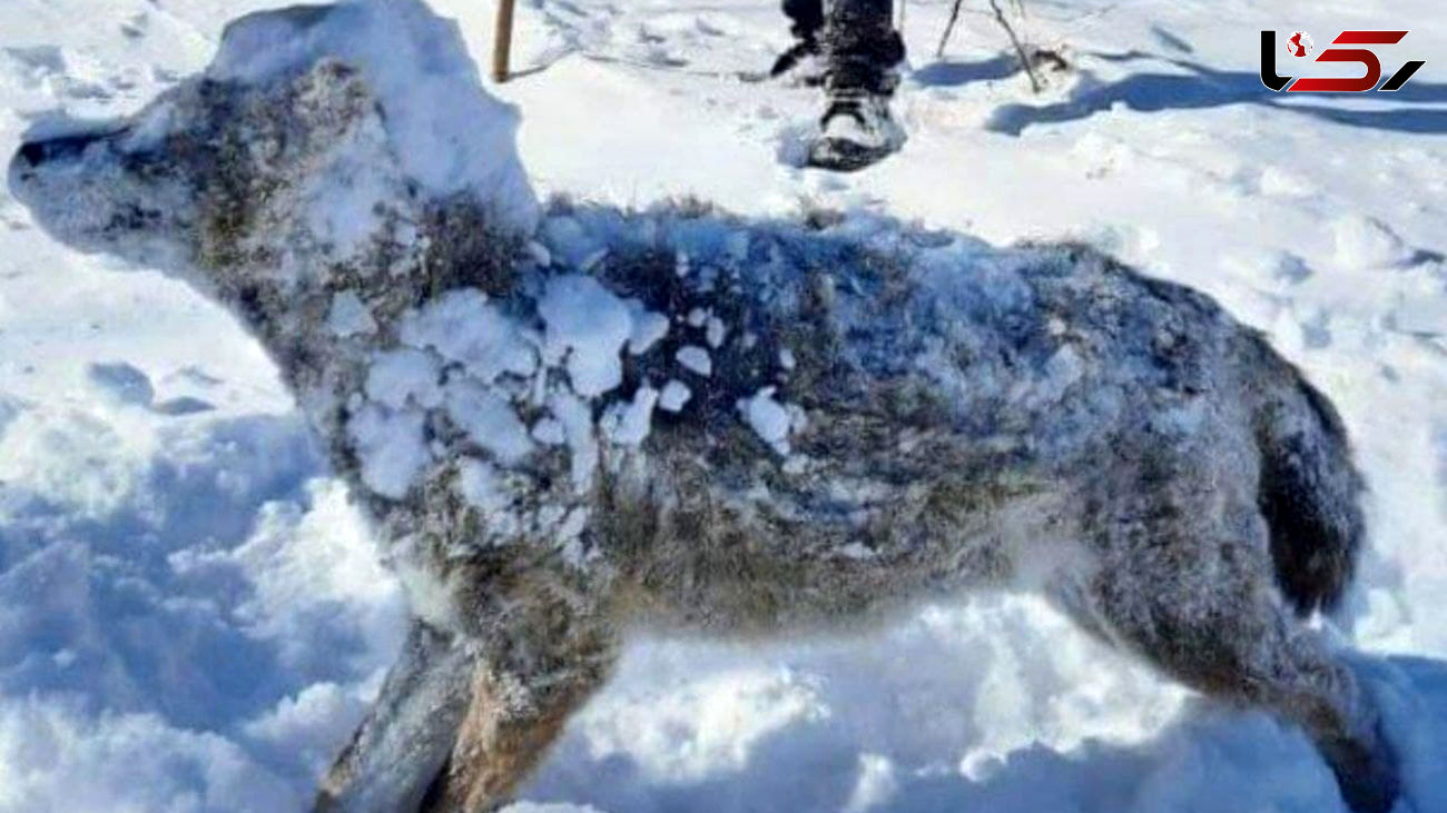 گرگ ایرانی در اراک یخ زد / شوکه می شوید + عکس باورنکردنی 