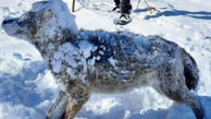 گرگ ایرانی در اراک یخ زد / شوکه می شوید + عکس باورنکردنی 