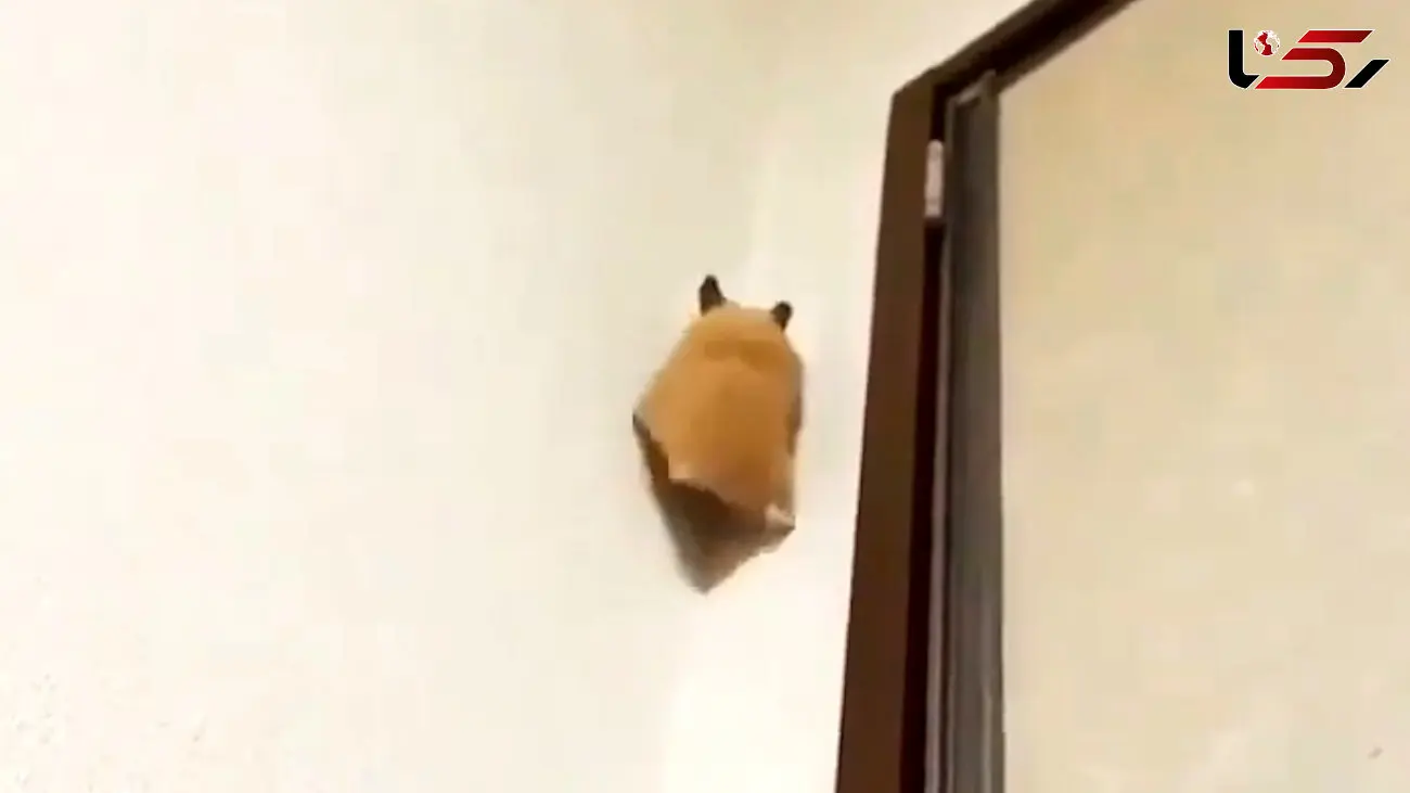 این همستر پله های ترقی را طی کرد / فیلم