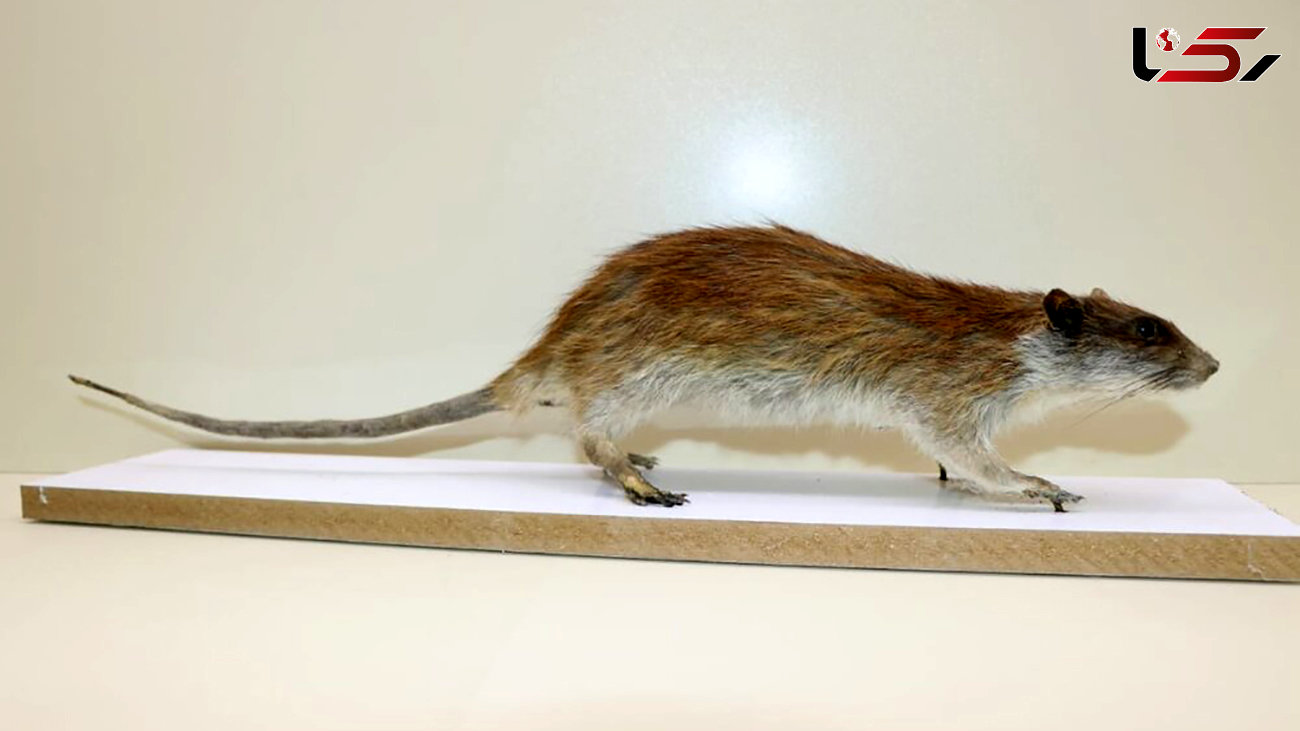 عکس / مشاهده موش دم بلند در هورالعظیم 