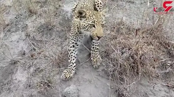 چنگ زدن پلنگ به کفش های عکاس وحشت زده + فیلم