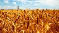 افزایش ۴۸ درصدی خرید گندم از کشاورزان فارس 