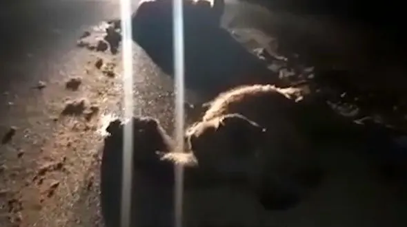 فیلم تصادف مرگبار کامیون با 3 شتر در حاجی آباد خرانق یزد