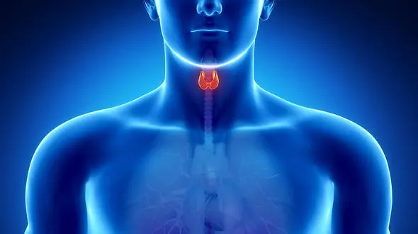 15 درصد از مردم ایران به اختلالات غده تیروئید مبتلا هستند / پر کاری و کم کاری تیروئید در بین زنان شایع تر است