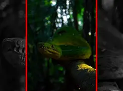 فیلم خزش مار سبز بزرگ روی تنه درخت