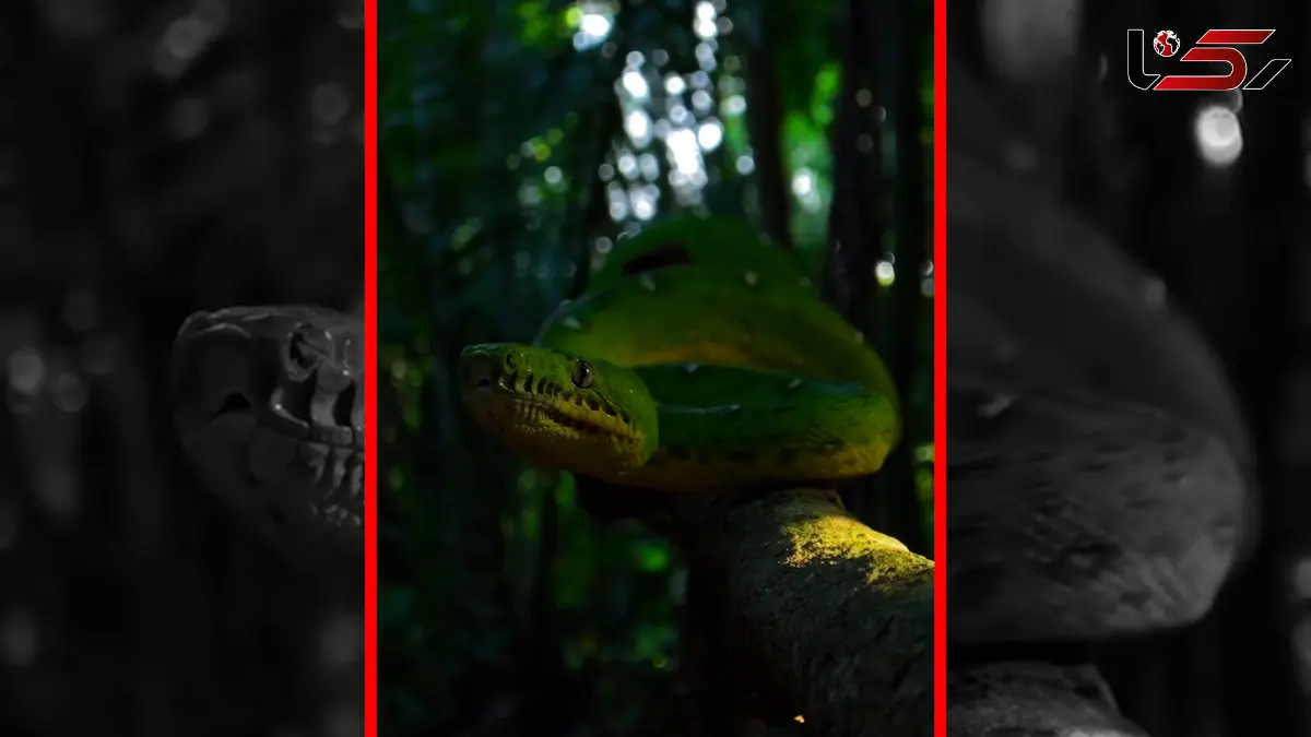 فیلم خزش مار سبز بزرگ روی تنه درخت