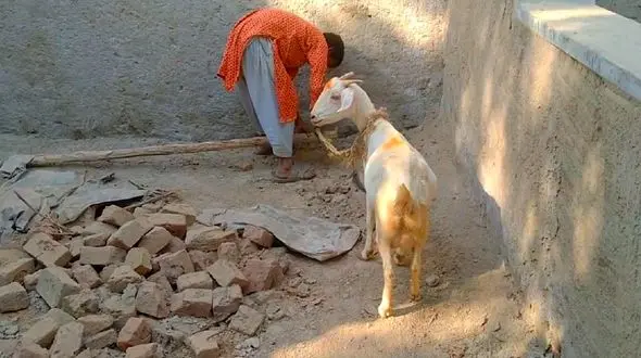 فیلم احساسی از دوستی پسربچه بی‌خانمان با بز  
