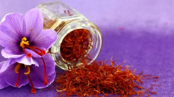 جمع‌آوری مایع زعفران با نشان استاندارد جعلی در یزد