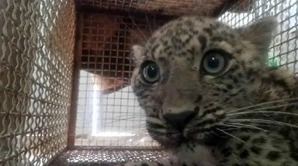 نجات توله پلنگ توسط محیط بانان شهرستان میانه