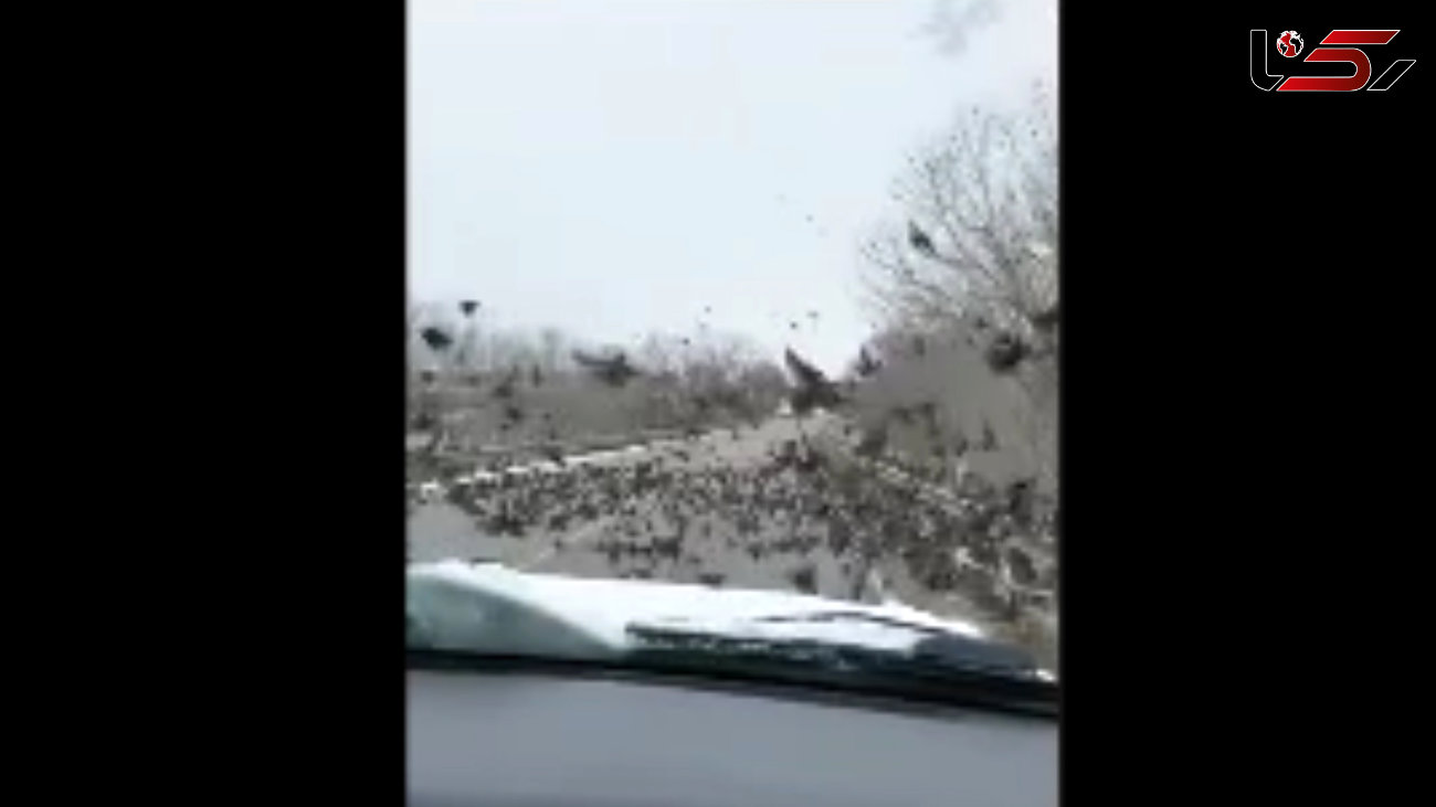 کشتار وحشیانه پرندگان مهاجر توسط یک راننده بی رحم + فیلم