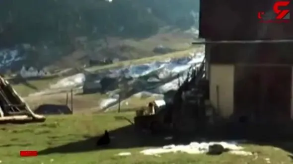 خرسی گرسنه گله گوسفندان را لت و پار کرد + فیلم