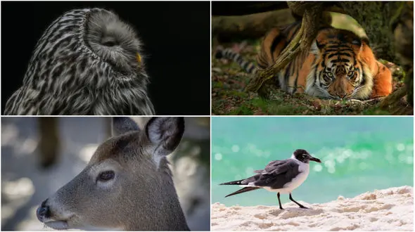 عکس های دیدنی و ناب از زندگی در حیات وحش 