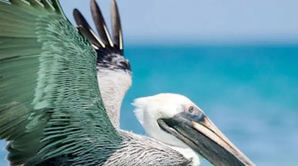 از نمایش پلیکان زیبا تا سرعت پلنگ برای شکار