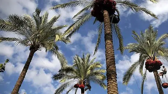 کشف بهترین مکان های دیدنی بوشهر