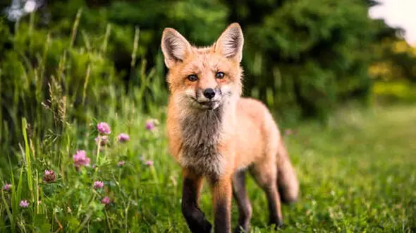 ببینید | علاقه جالب یک روباه به نوازش توسط یک دختر جوان