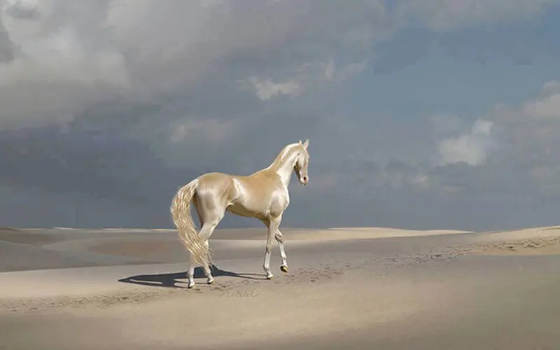 زیباترین اسب جهان