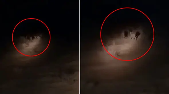 مشاهده یک یوزپلنگ مادر و ۳ توله اش  +فیلم