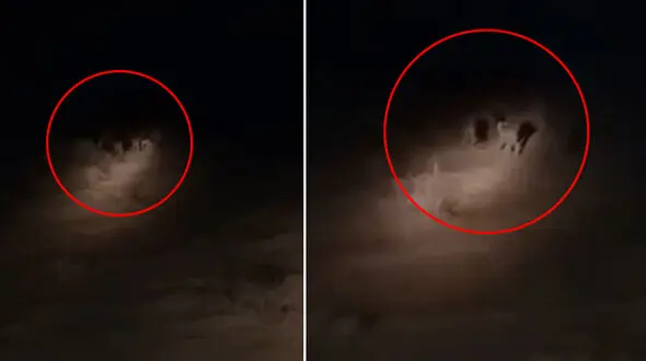 مشاهده یک یوزپلنگ مادر و ۳ توله اش  +فیلم