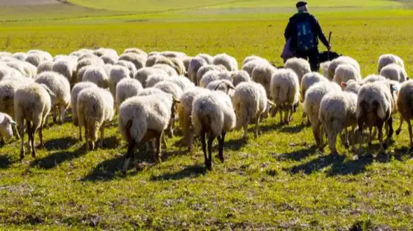 حمله خونین خرس به دامدار کرمانی