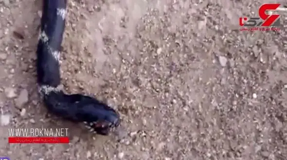 ماری که خوراک مورچه‌های قرمز شد !+ فیلم 