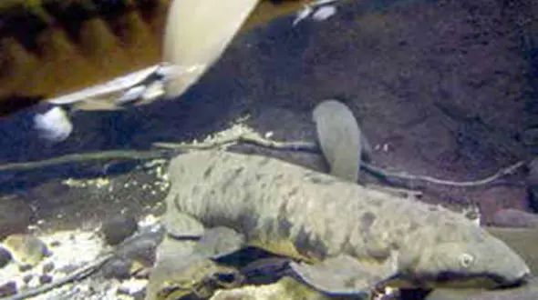  ماهی 90 ساله مشهور کشته شد+عکس