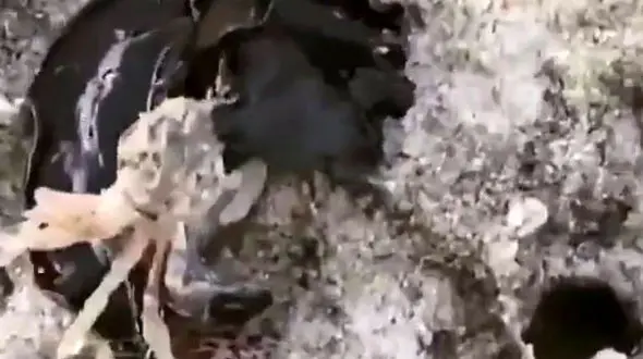 انگلی به اسم کرم‌های تخت دریایی + فیلم