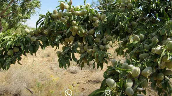 با ارقام نهال بادام دیرگل خوشه ای مقاوم به شوری بیشتر آشنا شوید