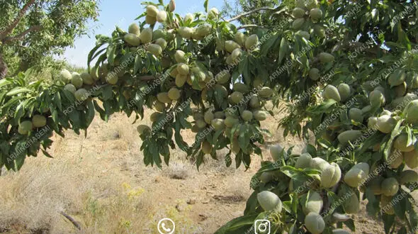 با ارقام نهال بادام دیرگل خوشه ای مقاوم به شوری بیشتر آشنا شوید