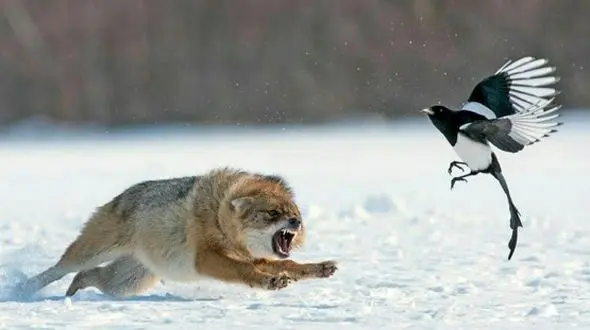 جدال روباه و زاغ /  لاشه ای به جای پنیر ! + غکس