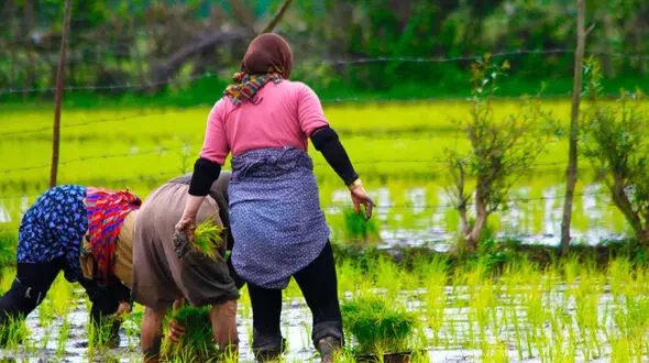 375 هزار مادر روستایی دارای 3 فرزند و بیشتر بیمه رایگان شدند