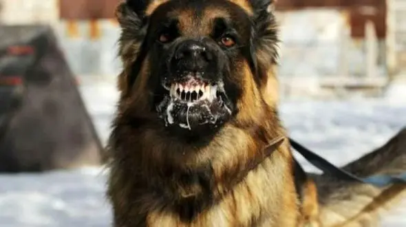 کشته شدن دانش آموز بیرجندی با حمله یک سگ / علت اصلی مرگ در دست بررسی است!