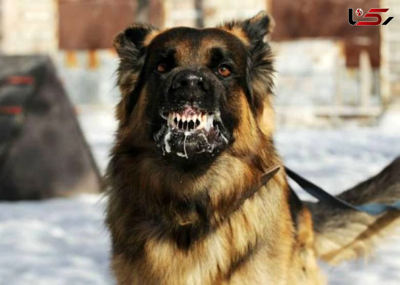 حمله سگ هار به 11 شهروند در خاش 