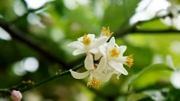 تقویت قلب و مغز با این گیاه معجزه گر