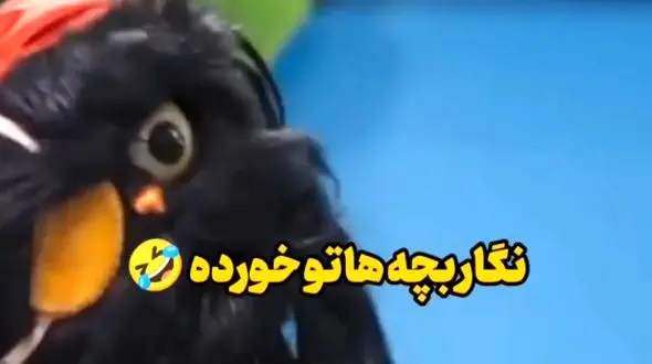 فیلم / سکانس خندان /  افتو خطاب به رامبد: نگار بچه هاتو خورده ....