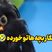 فیلم / سکانس خندان /  افتو خطاب به رامبد: نگار بچه هاتو خورده ....