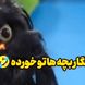 فیلم / سکانس خندان /  افتو خطاب به رامبد: نگار بچه هاتو خورده ....